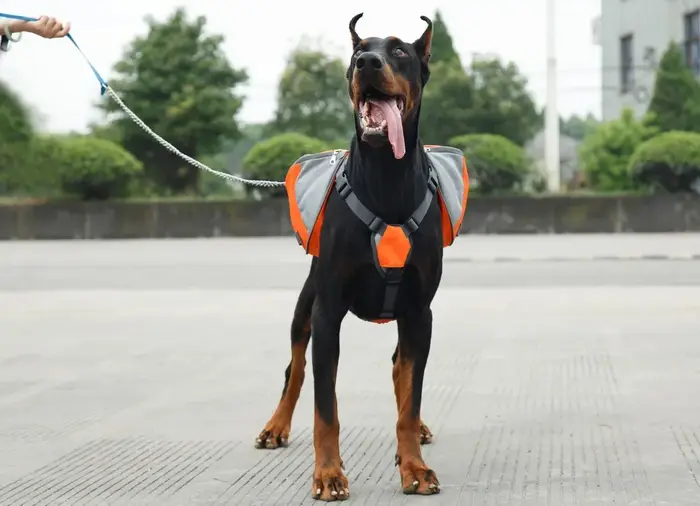 Sac à dos réfléchissant pour chien